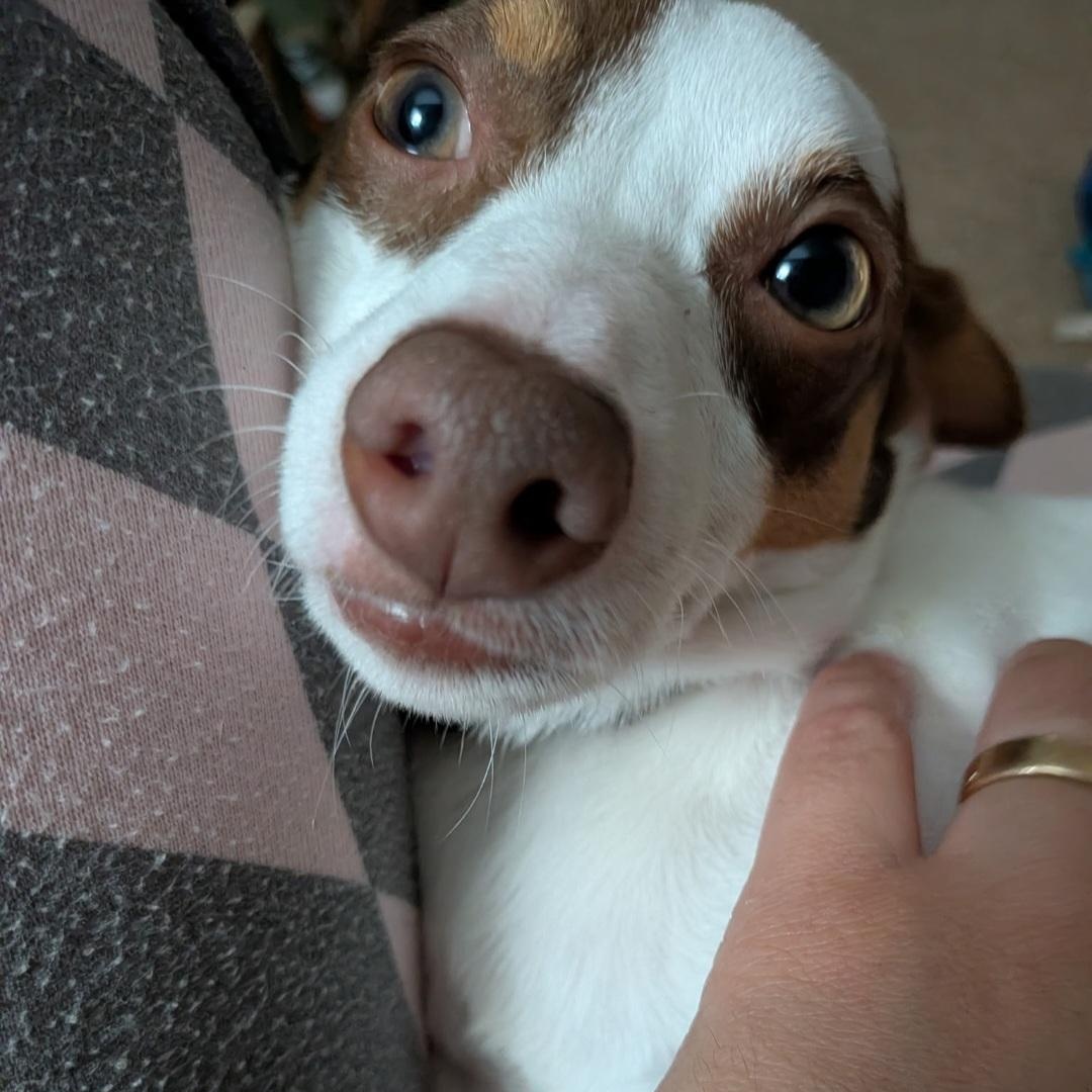 Archie, a ADOPTABLE mixed breed in Raeford, NC image 4/5