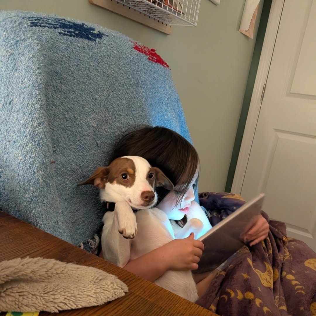 Archie, ADOPTABLE, Young Male Rat Terrier & Chihuahua.