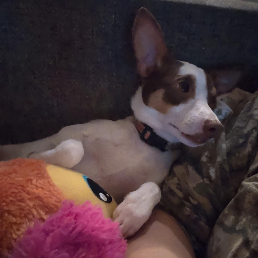 Archie, a ADOPTABLE mixed breed in Raeford, NC image 3/5