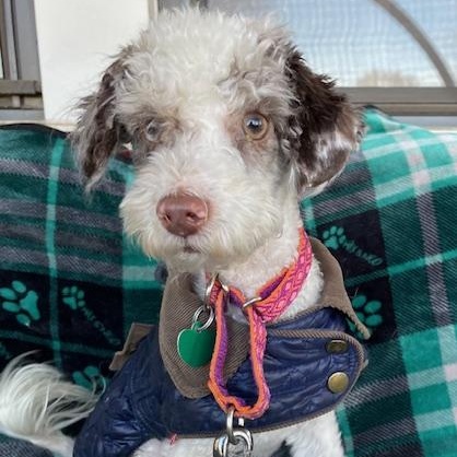 Barkley, ADOPTABLE, Adult Male Poodle.