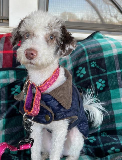 Enlarge Barkley, a ADOPTABLE Poodle in Memphis, TN image 3/4