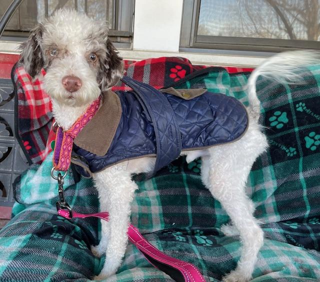 Enlarge Barkley, a ADOPTABLE Poodle in Memphis, TN image 4/4