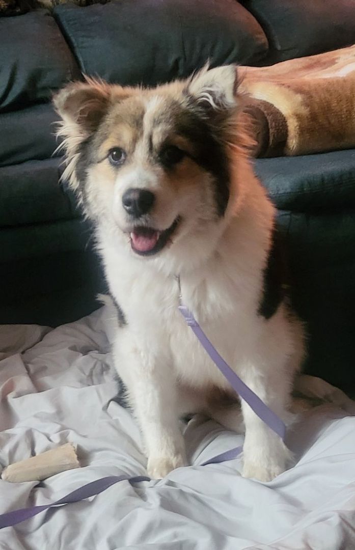 Rubie, Adopted, Young Female Husky.