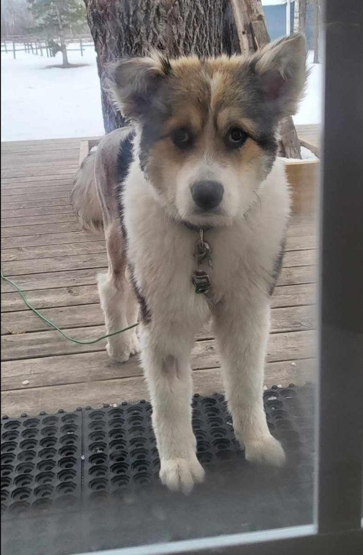 Enlarge Rubie, a Adopted mixed breed in Winnipeg, MB image 2/5