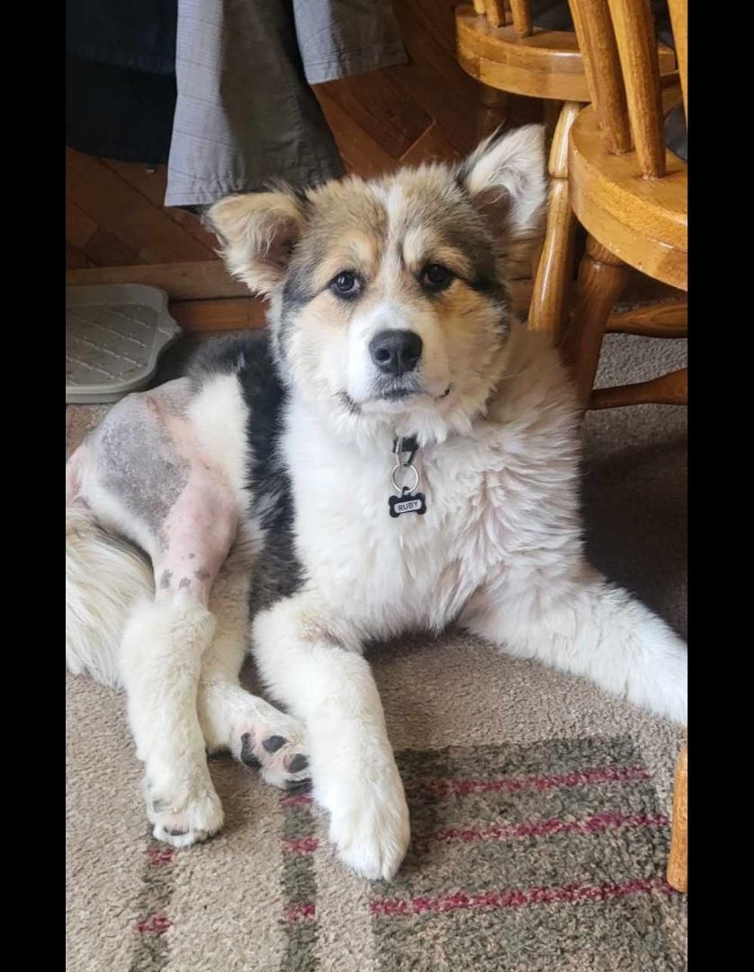 Enlarge Rubie, a Adopted mixed breed in Winnipeg, MB image 3/5