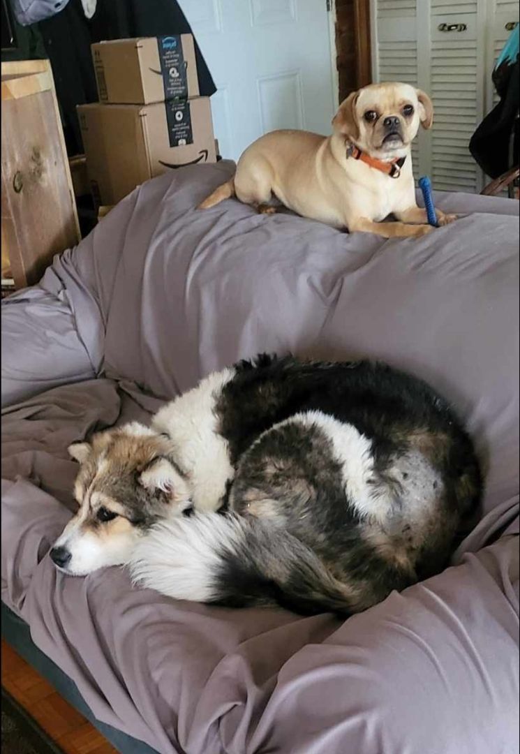 Enlarge Rubie, a Adopted mixed breed in Winnipeg, MB image 4/5