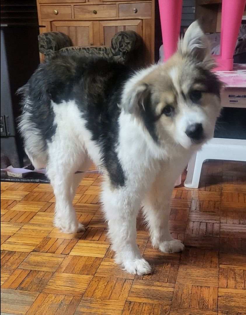 Enlarge Rubie, a Adopted mixed breed in Winnipeg, MB image 5/5