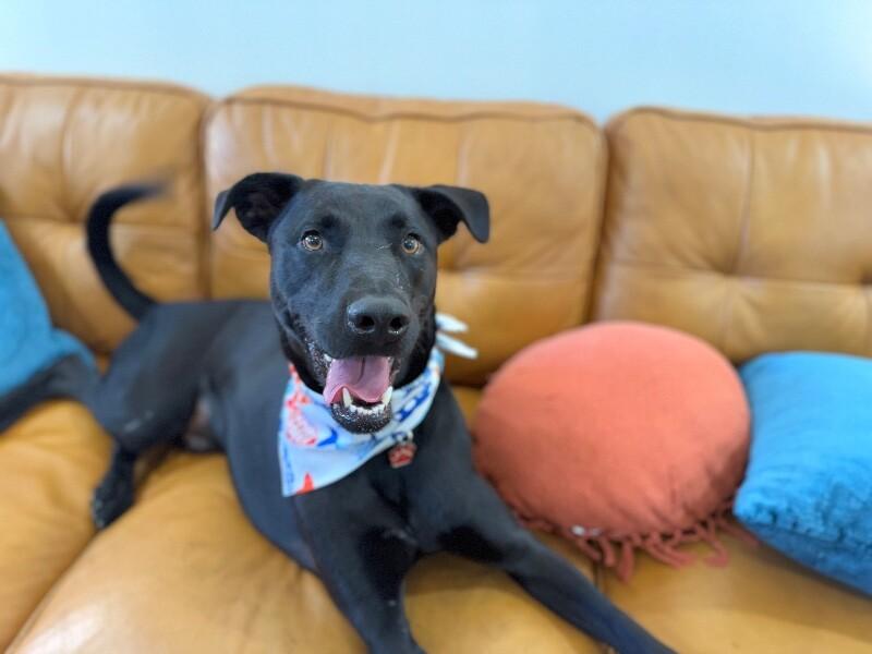 Ponderosa Perfect Prince — thumbnail 2