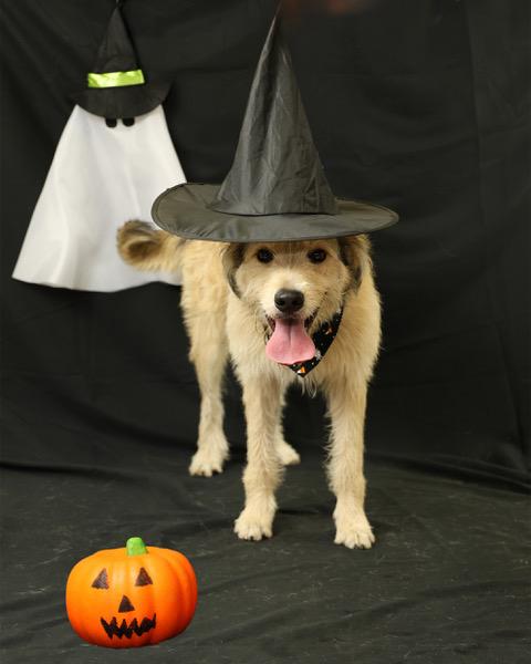 Benji, Adopted, Young Male Wire Fox Terrier & Bouvier des Flandres.