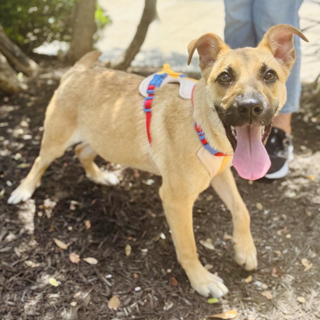 Malina 26-05-141, Adoptable, Young Female Shepherd.