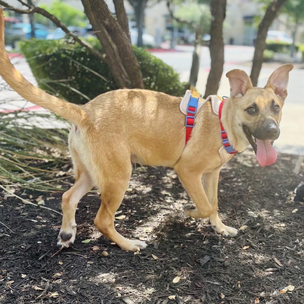 Enlarge Malina 26-05-141, a Adoptable Shepherd in Bastrop, TX image 2/6