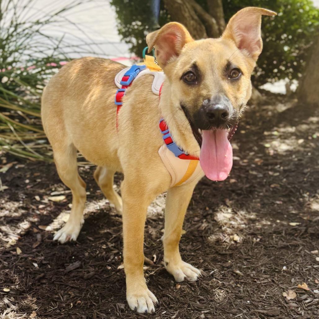 Enlarge Malina 26-05-141, a Adoptable Shepherd in Bastrop, TX image 3/6
