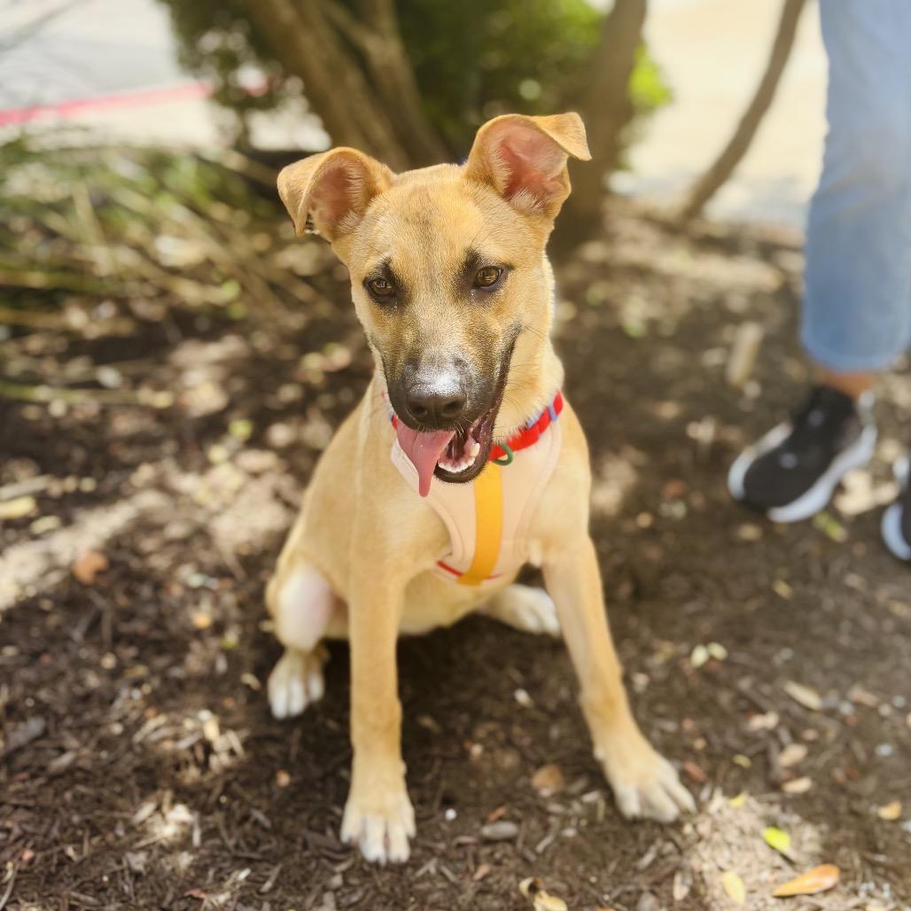 Enlarge Malina 26-05-141, a Adoptable Shepherd in Bastrop, TX image 5/6