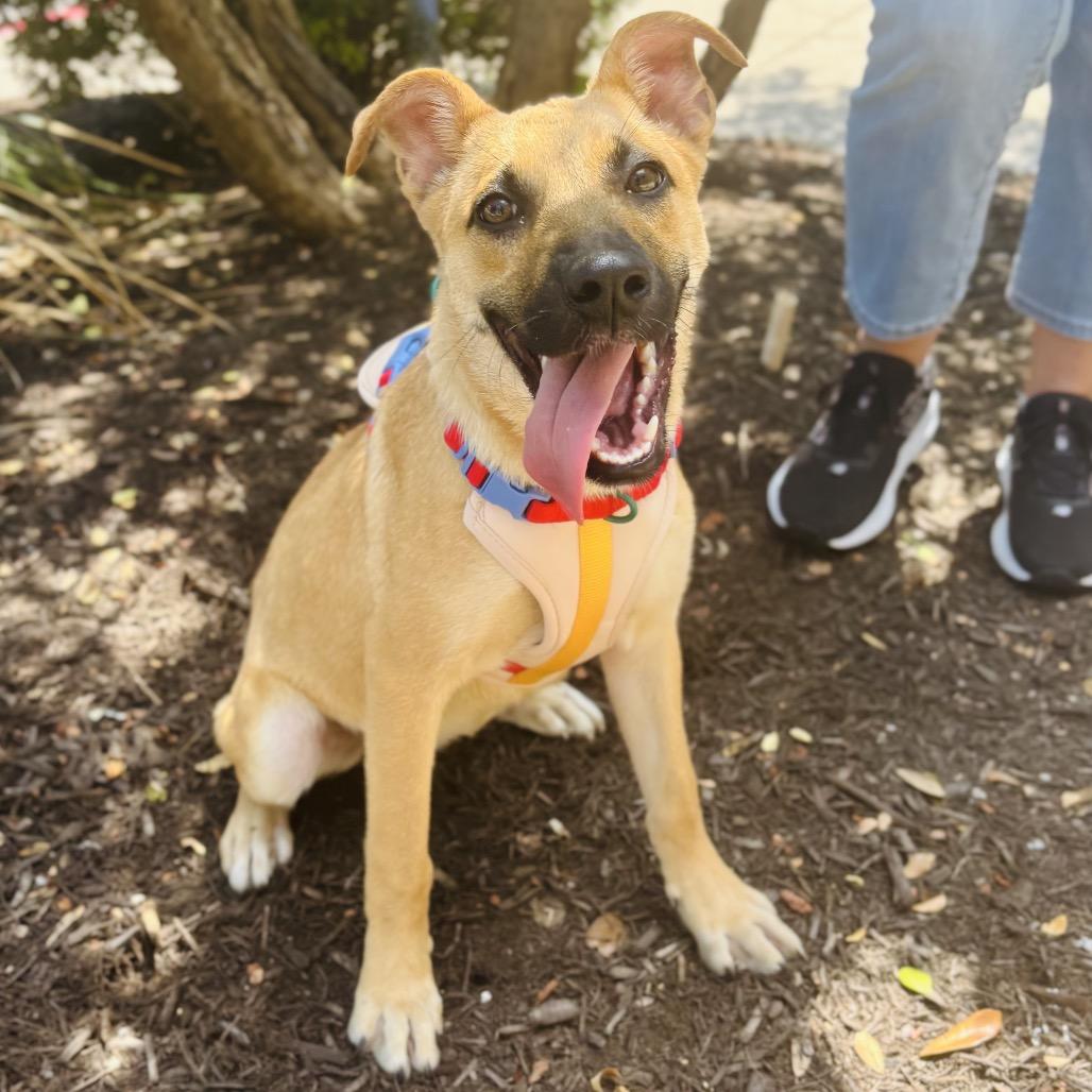 Enlarge Malina 26-05-141, a Adoptable Shepherd in Bastrop, TX image 6/6