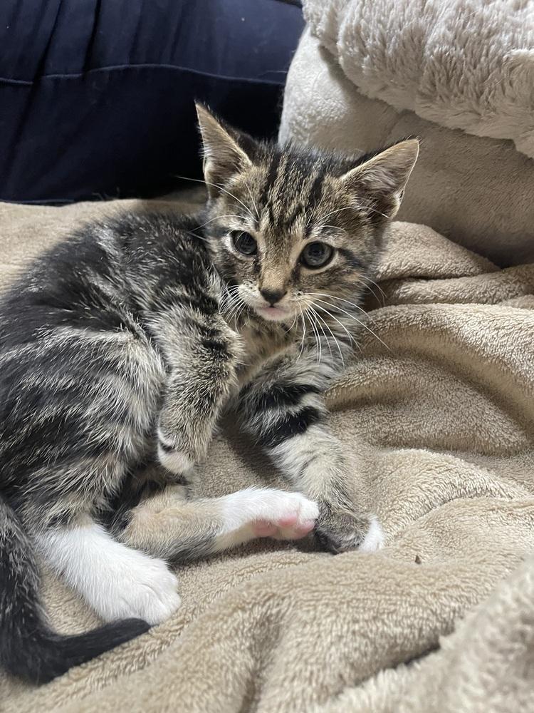 Eris, Adoptable, Kitten Male Domestic Medium Hair.