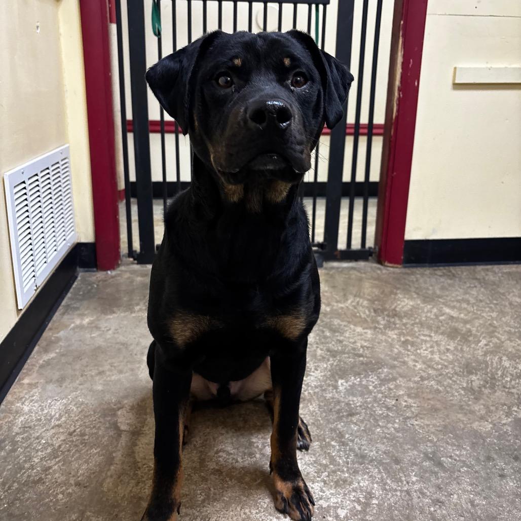 Enlarge Creed, a Adoptable Rottweiler in Shinnston, WV image 1/3