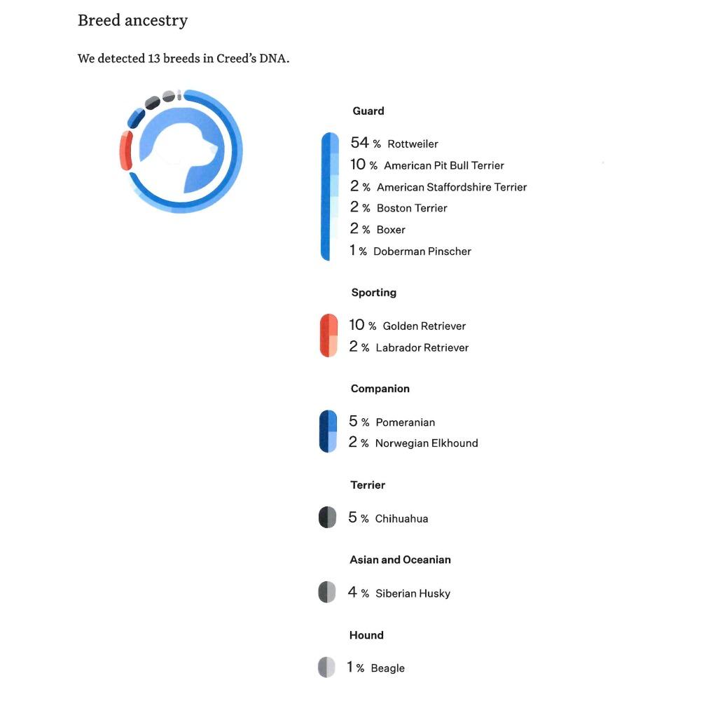 Creed, Adoptable, Young Male Rottweiler & Mixed Breed.