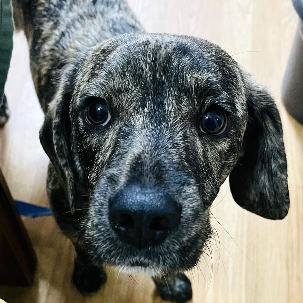 Heath, Adoptable, Young Male Mixed Breed.