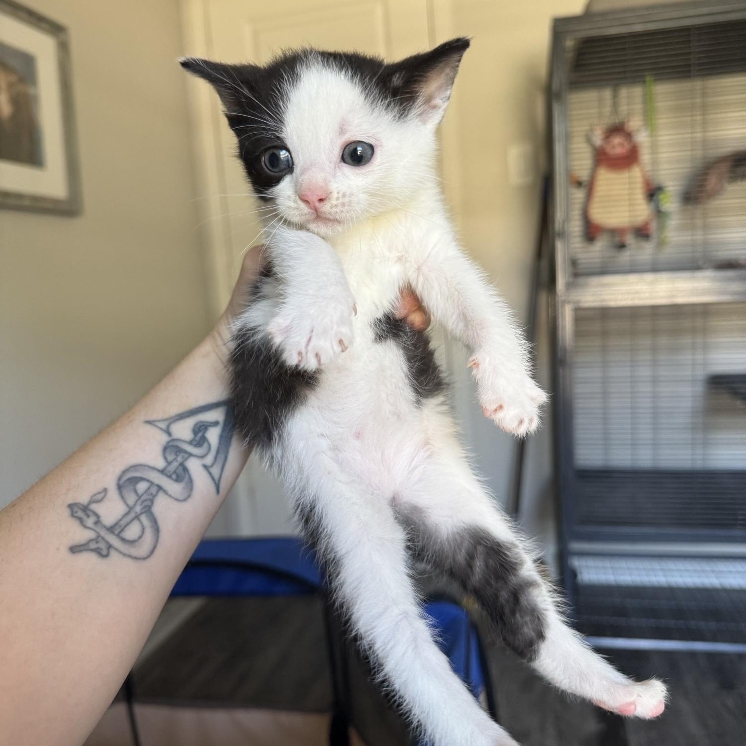 Pheonix & Babies, a Adoptable mixed breed image 3/6