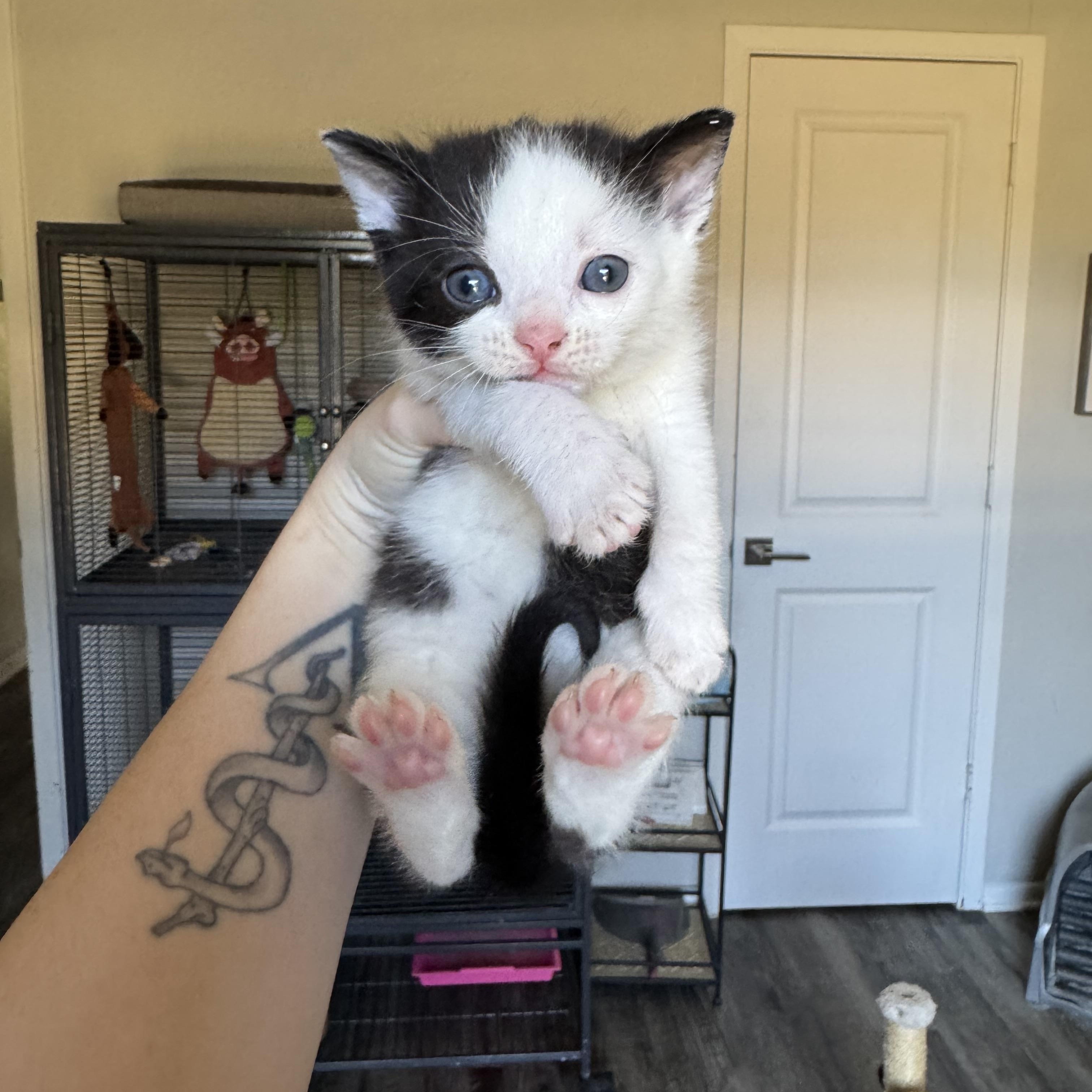 Pheonix & Babies, a Adoptable mixed breed image 4/6