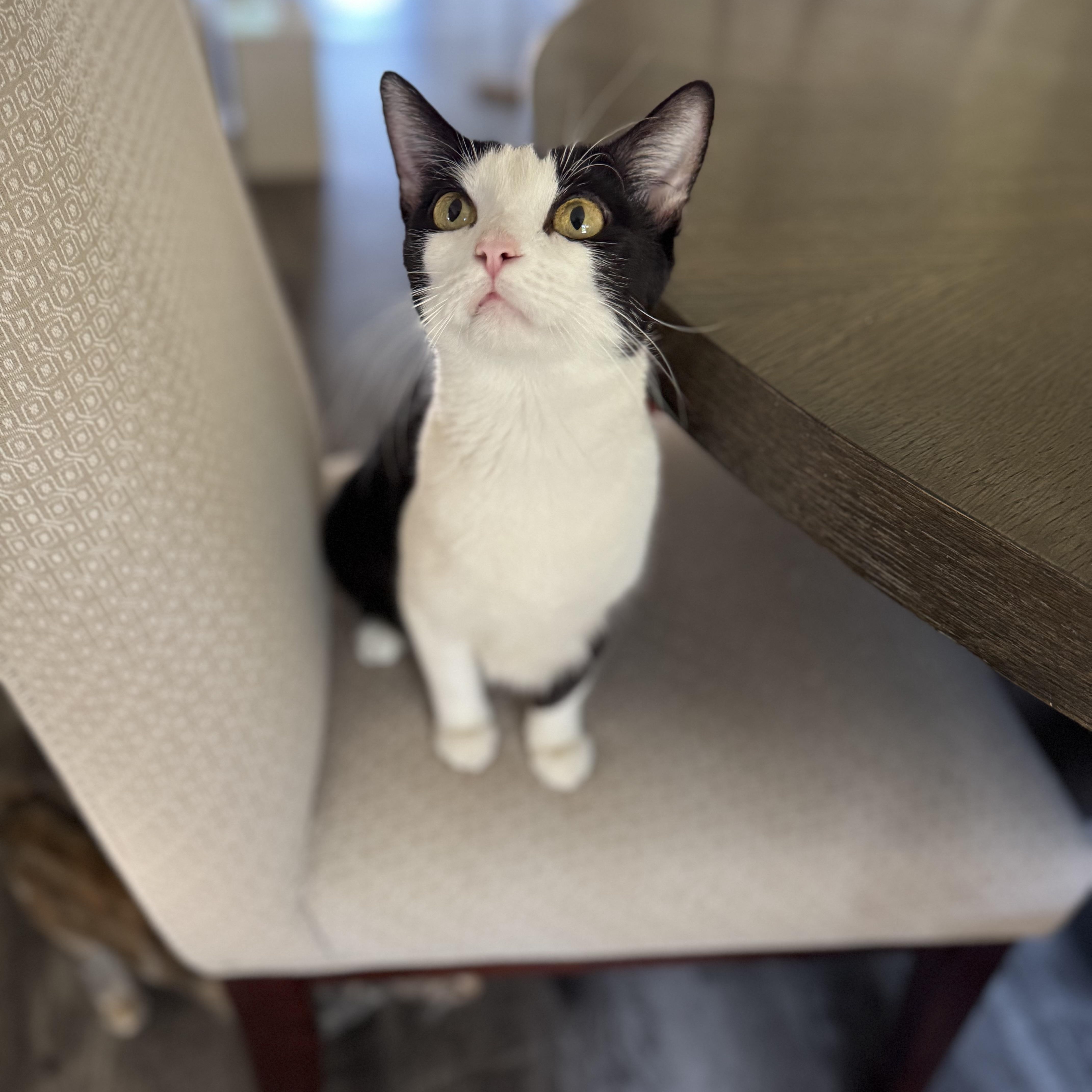 Pheonix & Babies, a Adoptable mixed breed image 2/6