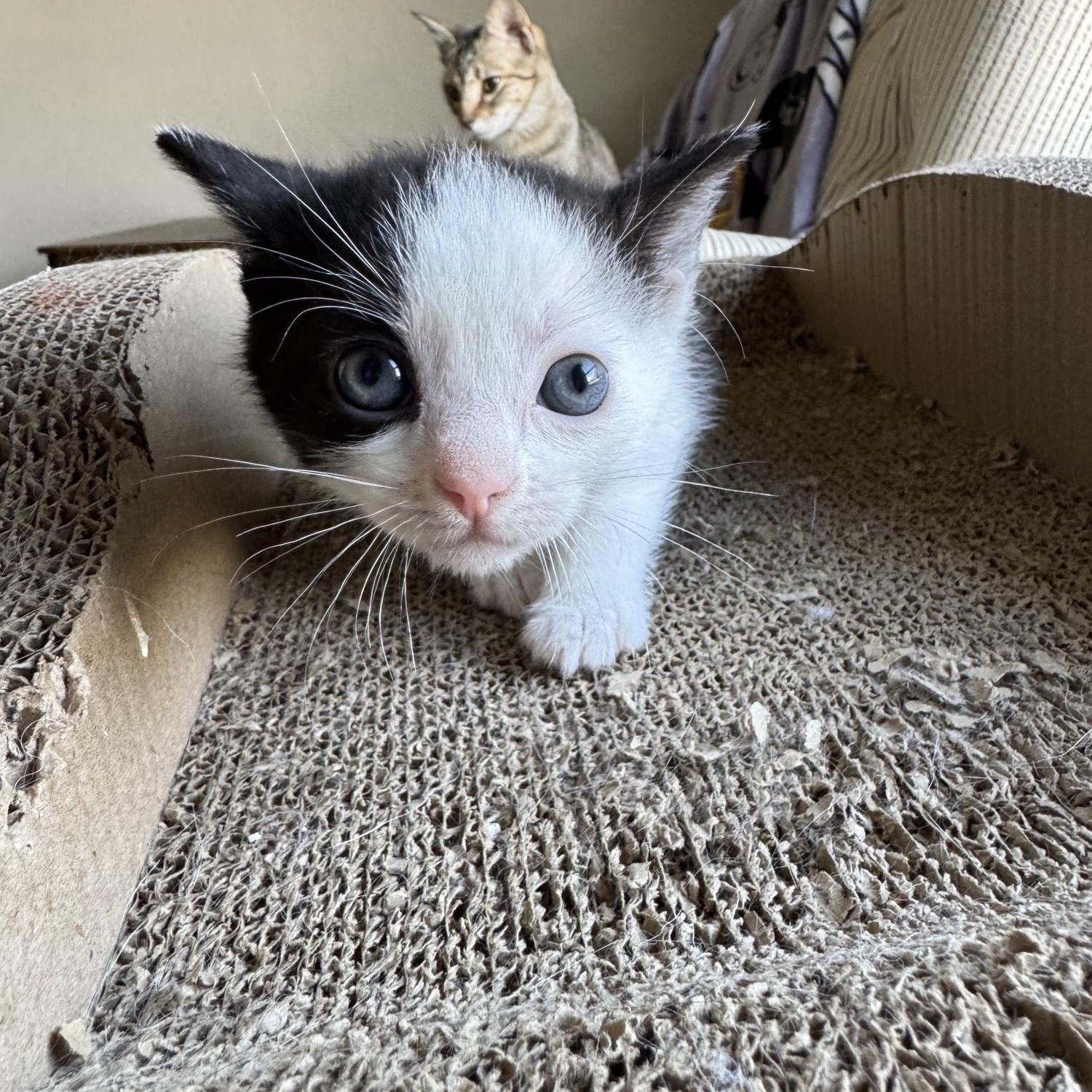 Pheonix & Babies, a Adoptable mixed breed image 5/6
