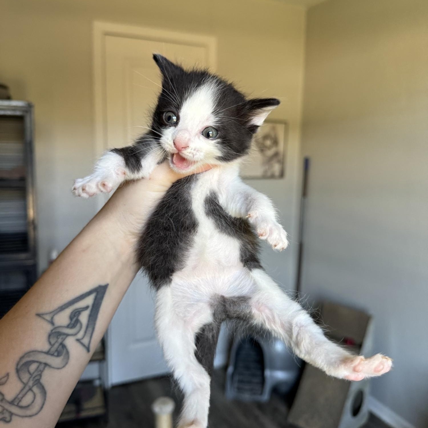 Pheonix & Babies, a Adoptable mixed breed image 6/6