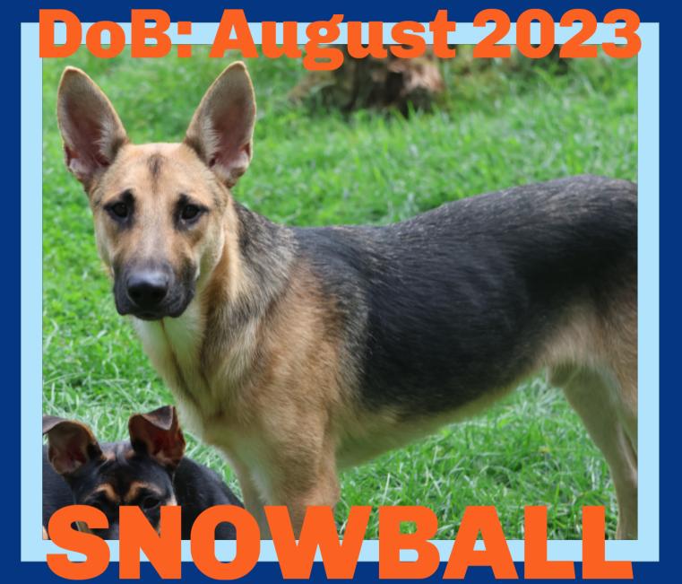 Snowball, a Adopted German Shepherd Dog in Sebec, ME image 3/3