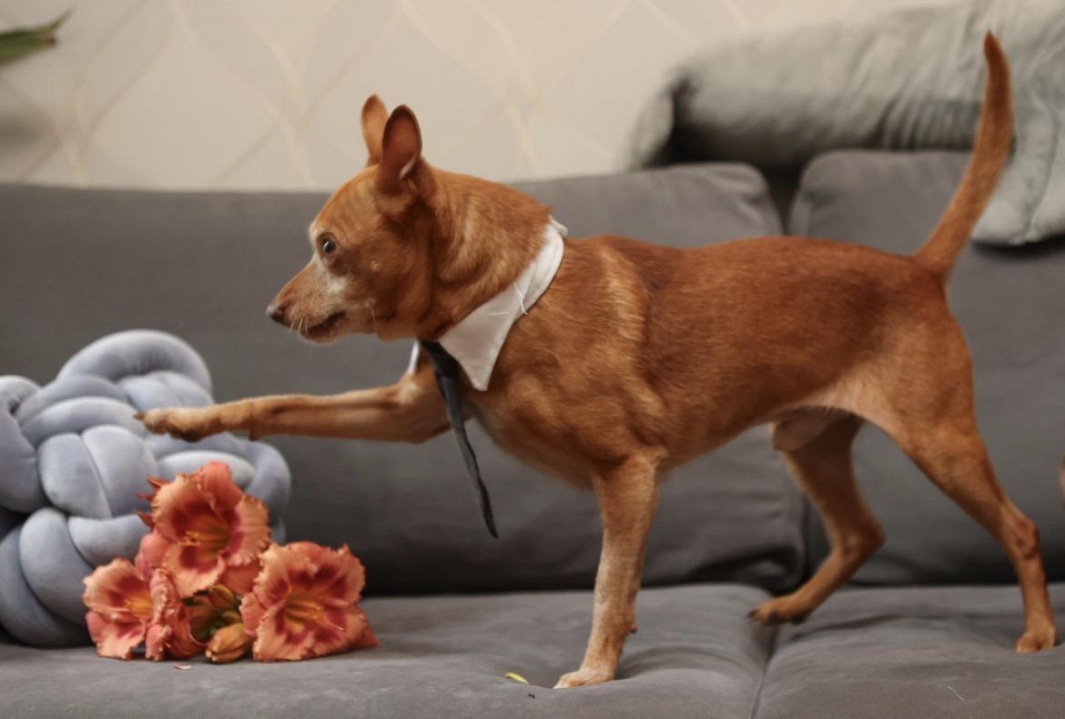 Enlarge Rusty, an adopted mixed breed in North York, ON image 3/6
