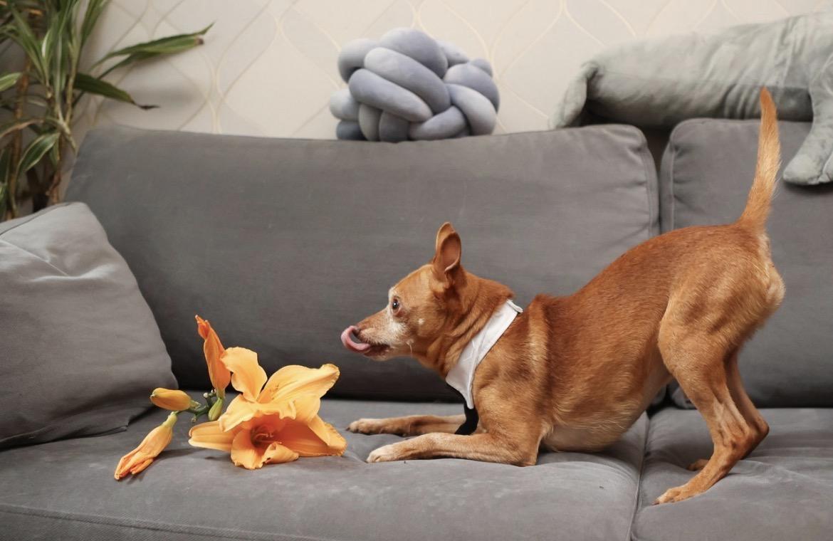 Enlarge Rusty, an adopted mixed breed in North York, ON image 4/6