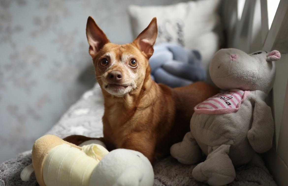Rusty, adopted, Adult Male Miniature Pinscher.