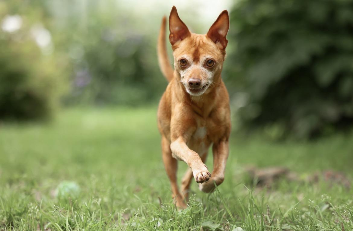 Enlarge Rusty, an adopted mixed breed in North York, ON image 2/6