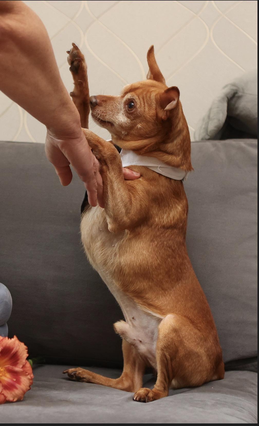 Enlarge Rusty, an adopted mixed breed in North York, ON image 5/6