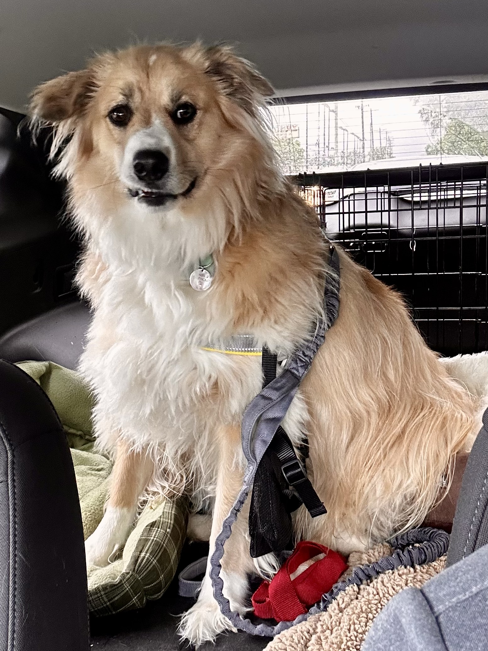 Enlarge Milo, a Adoptable Australian Shepherd in Greenfield, OH image 3/6