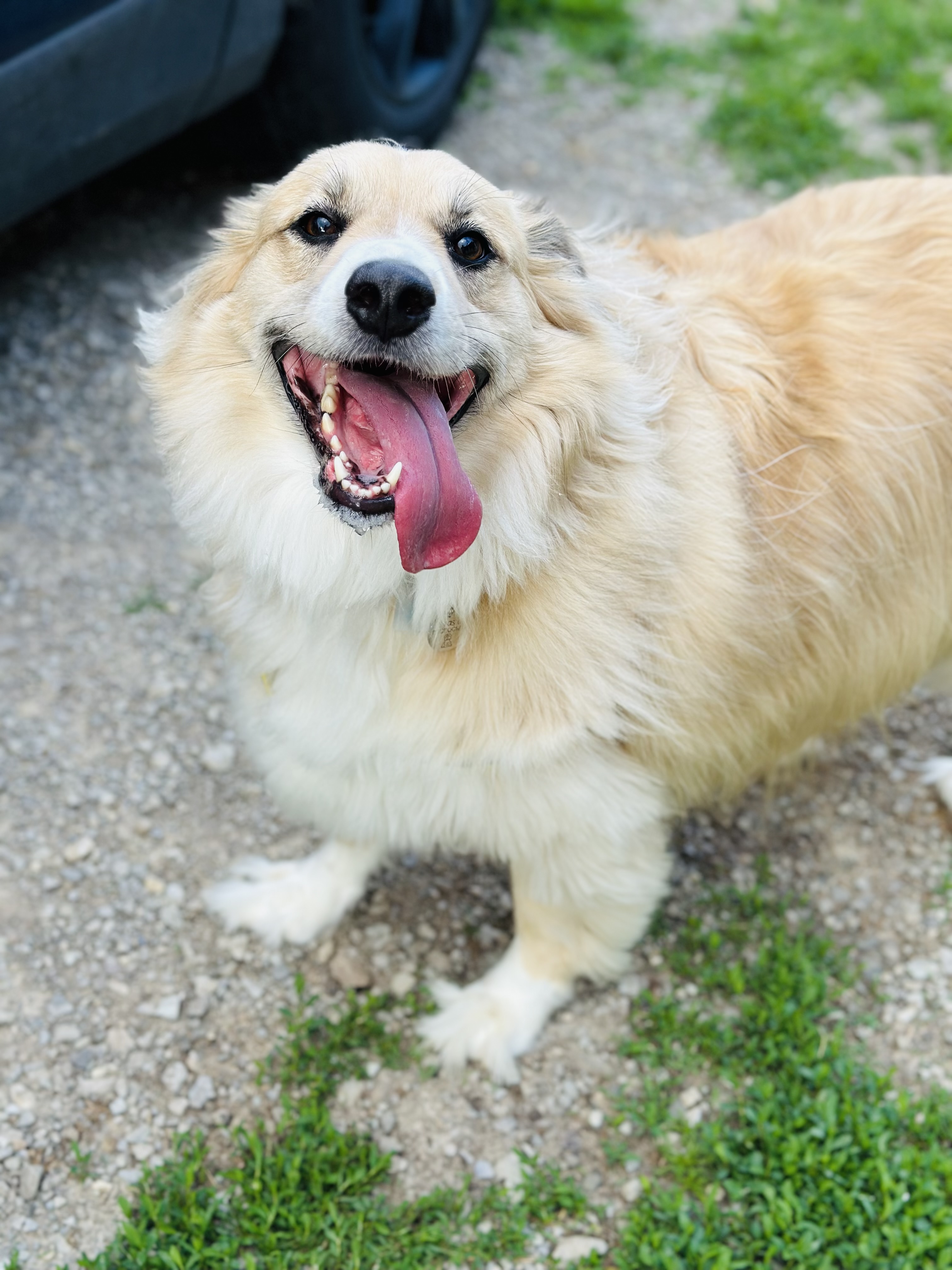 Enlarge Milo, a Adoptable Australian Shepherd in Greenfield, OH image 1/6