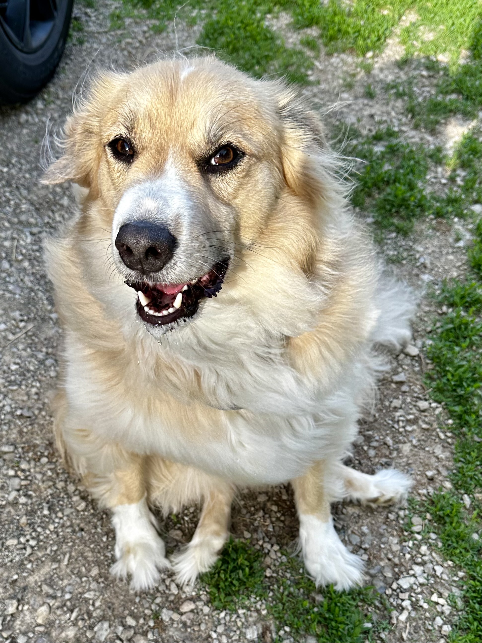 Enlarge Milo, a Adoptable Australian Shepherd in Greenfield, OH image 4/6