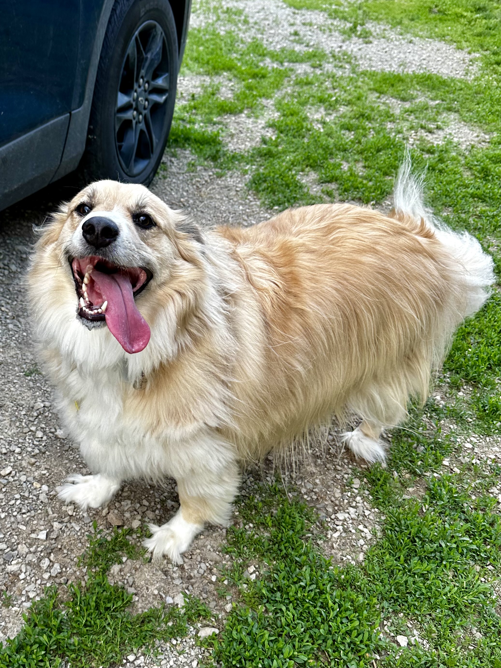 Enlarge Milo, a Adoptable Australian Shepherd in Greenfield, OH image 5/6