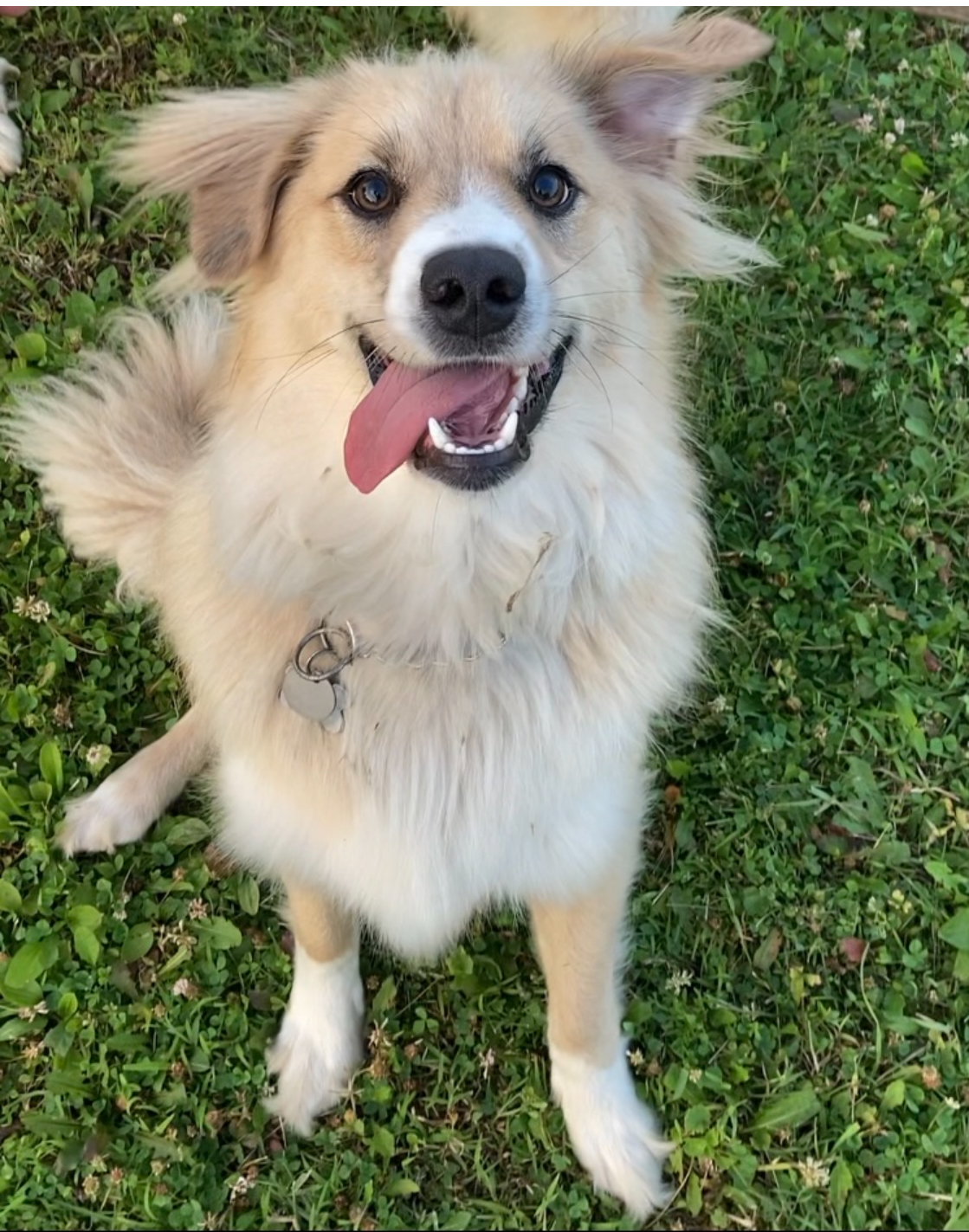 Enlarge Milo, a Adoptable Australian Shepherd in Greenfield, OH image 6/6