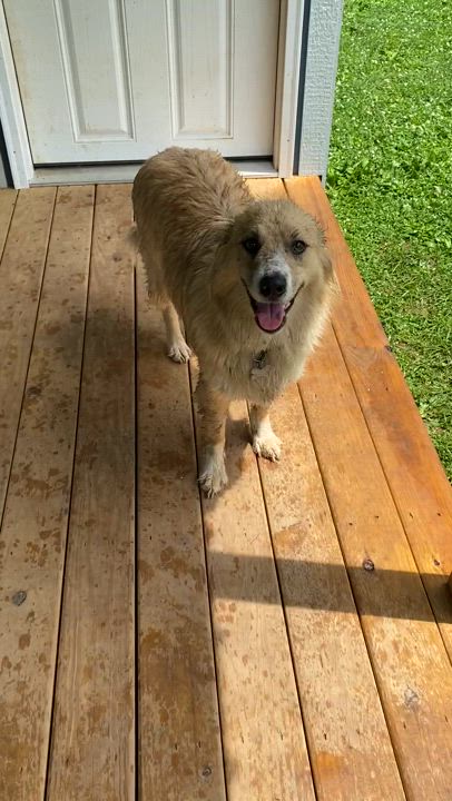 Enlarge Milo, a Adoptable Australian Shepherd in Greenfield, OH video 2/6