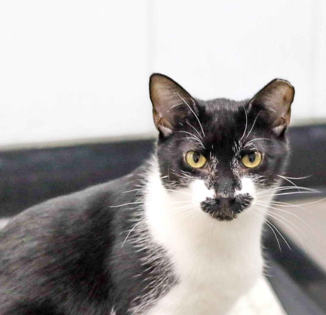 Miss Lacy, Adoptable, Adult Female Domestic Short Hair.