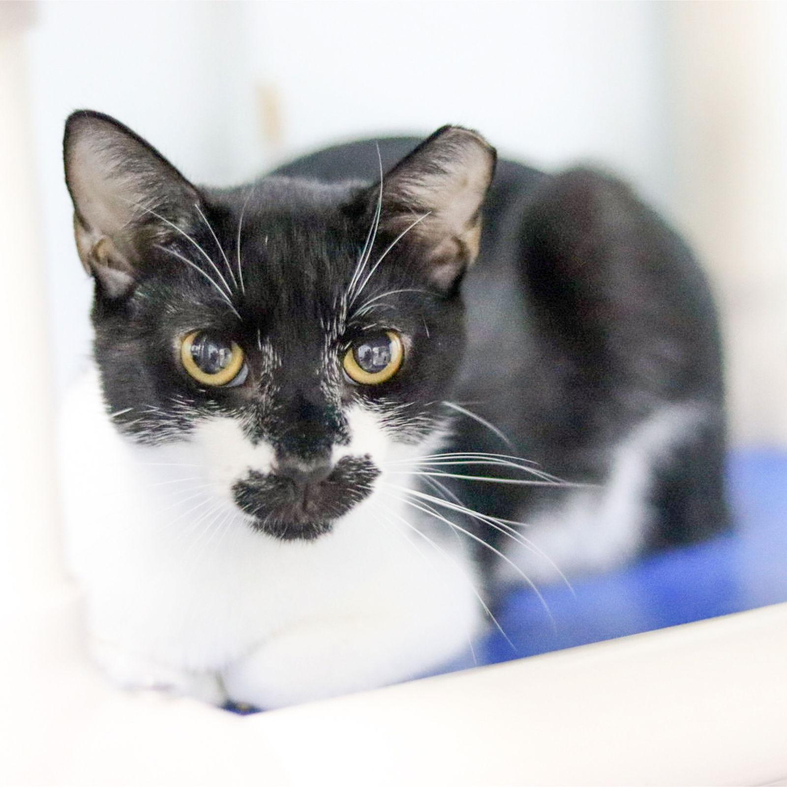 Enlarge Miss Lacy, a Adoptable Domestic Short Hair in Sanford, NC image 2/2