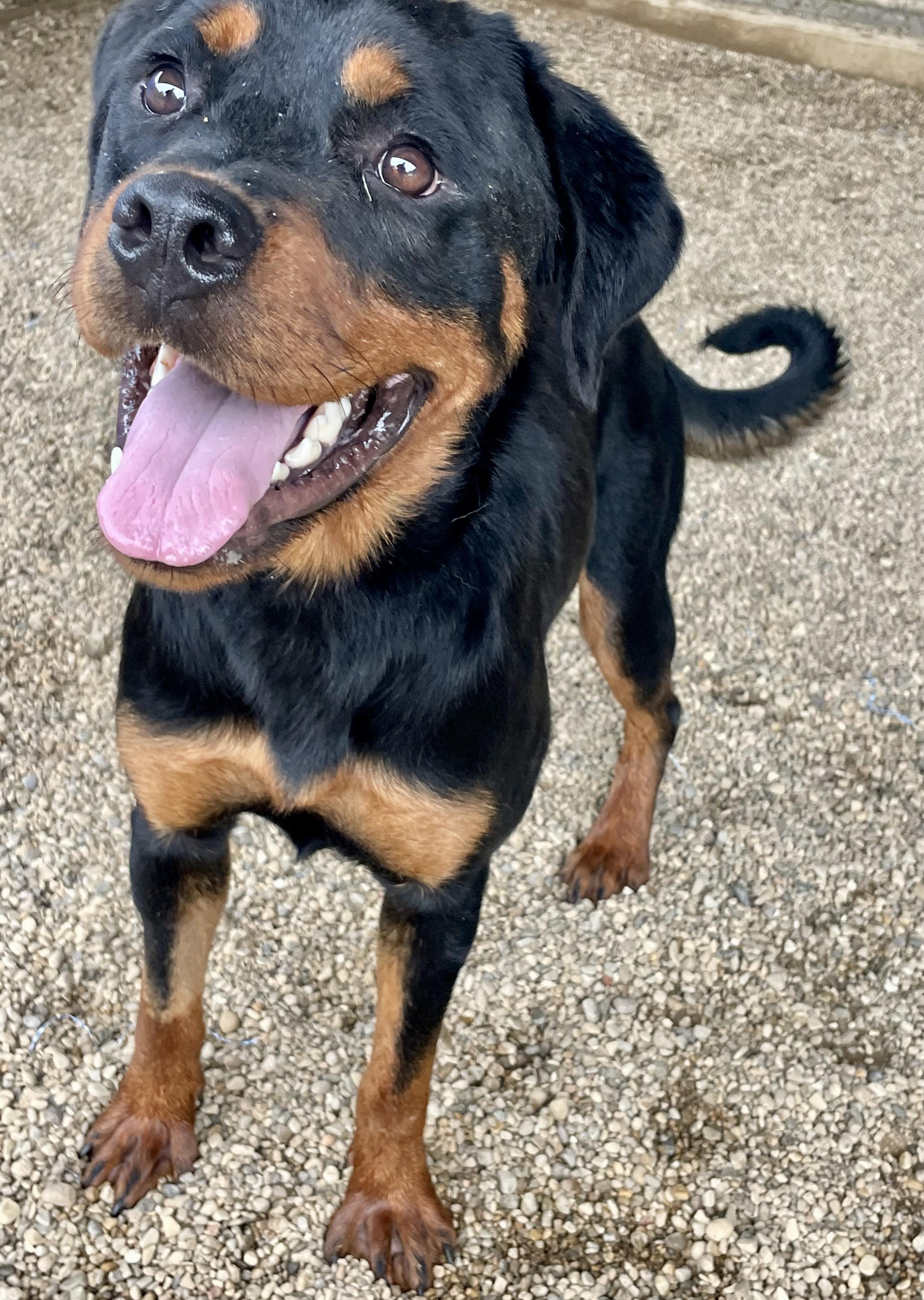 The A.R.K. - Animal Adoption and Fostering in Lacon, IL