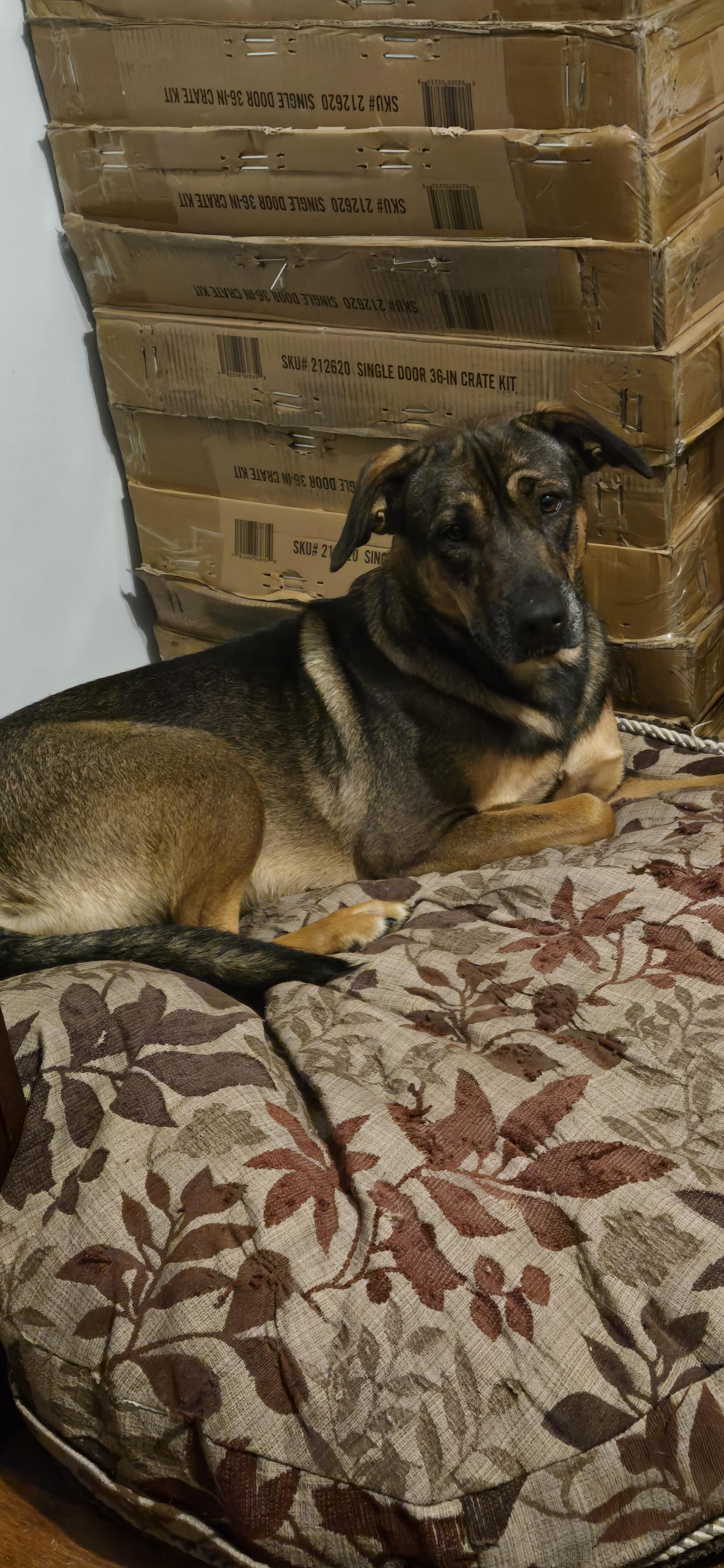 Enlarge Mocha, a Adoptable mixed breed in Berea, KY image 5/5