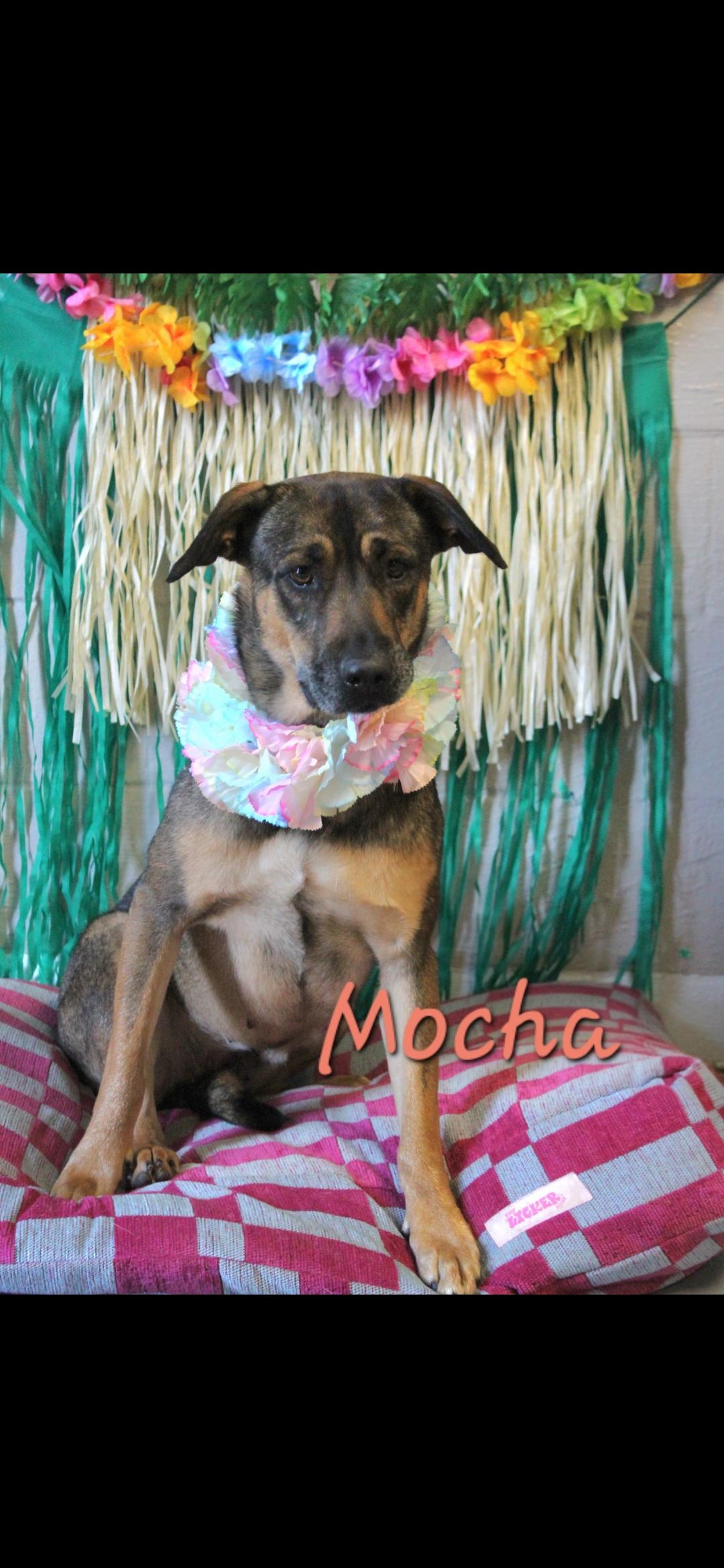 Enlarge Mocha, a Adoptable mixed breed in Berea, KY image 2/5