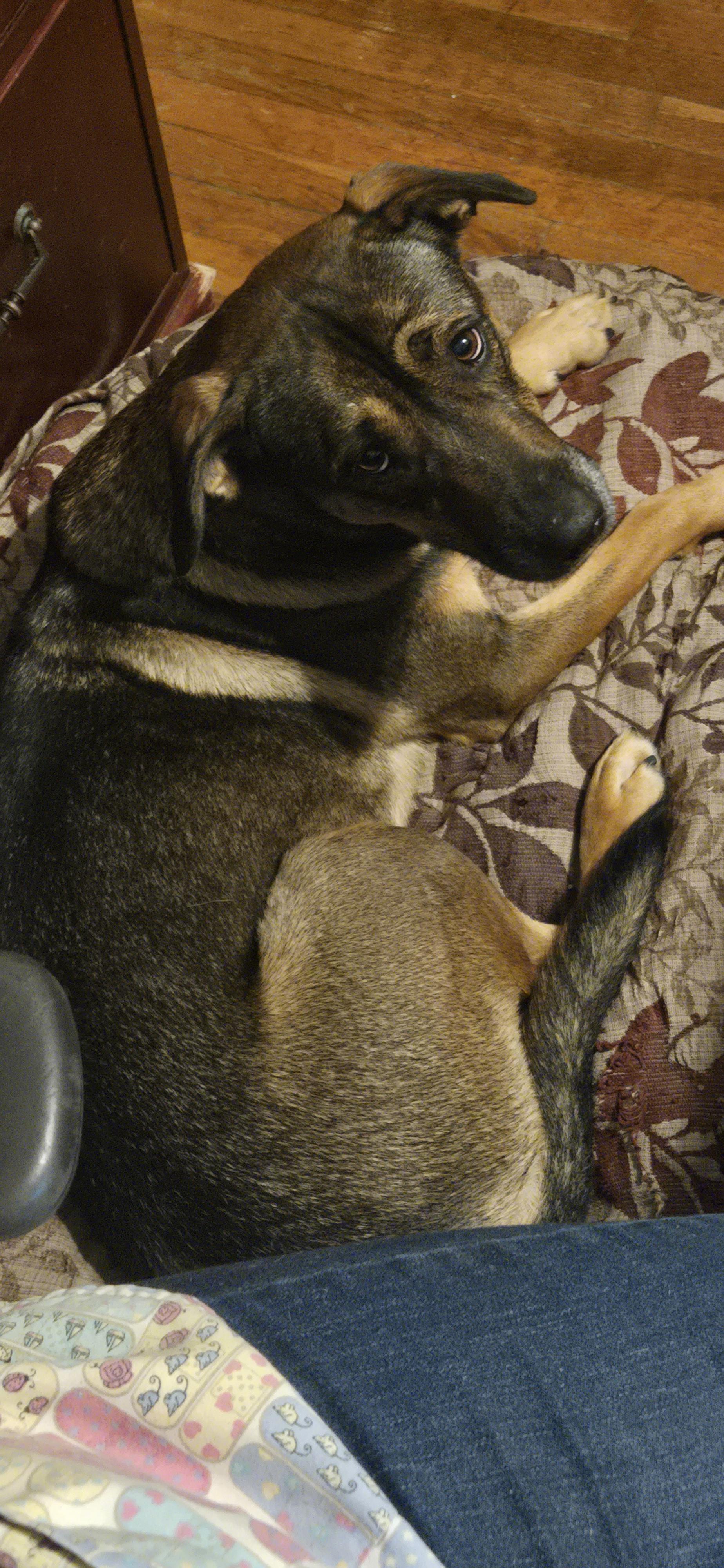 Enlarge Mocha, a Adoptable mixed breed in Berea, KY image 4/5