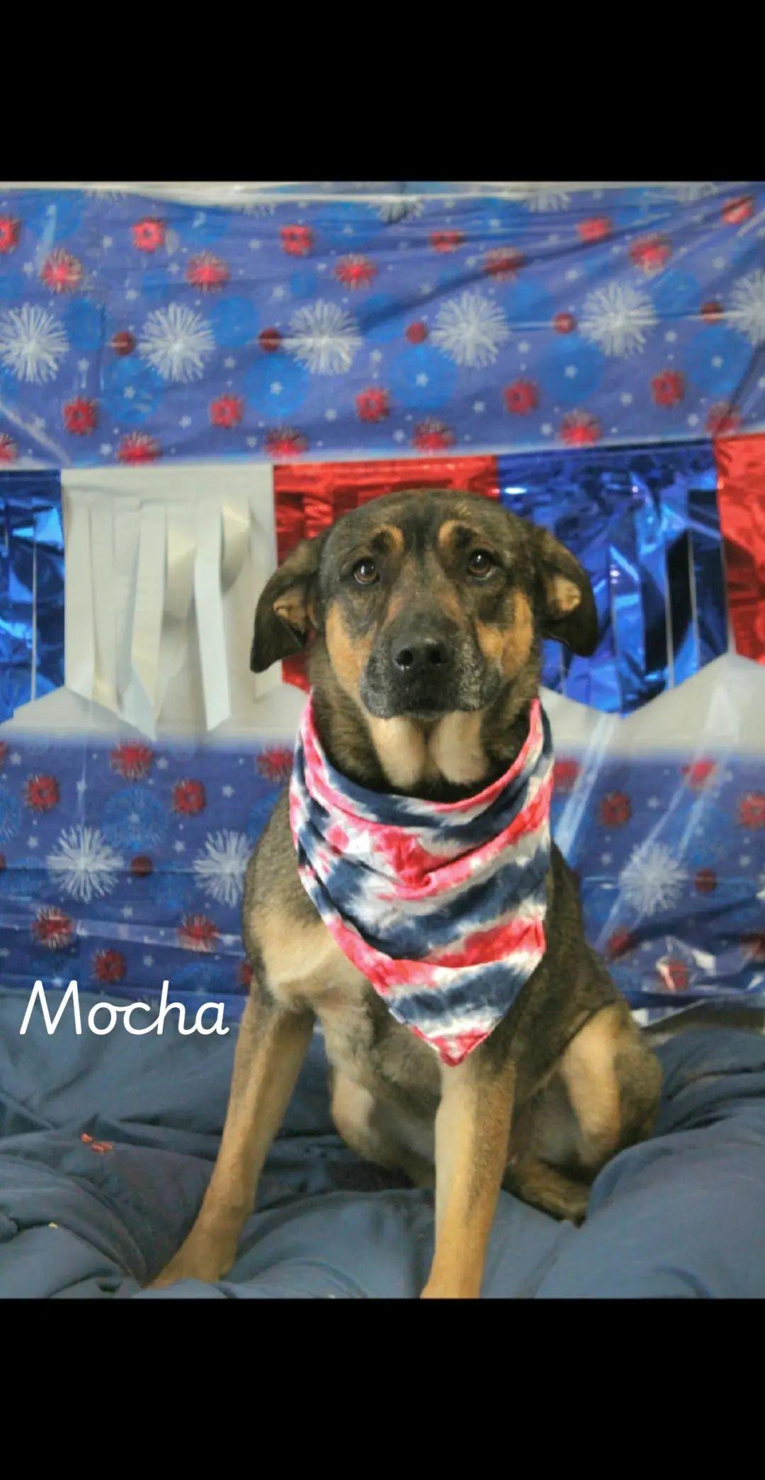 Mocha, Adoptable, Adult Female German Shepherd Dog.