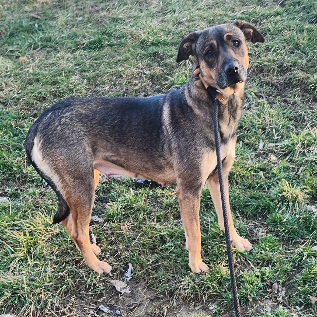 Enlarge Mocha, a ADOPTABLE mixed breed in Berea, KY image 1/1