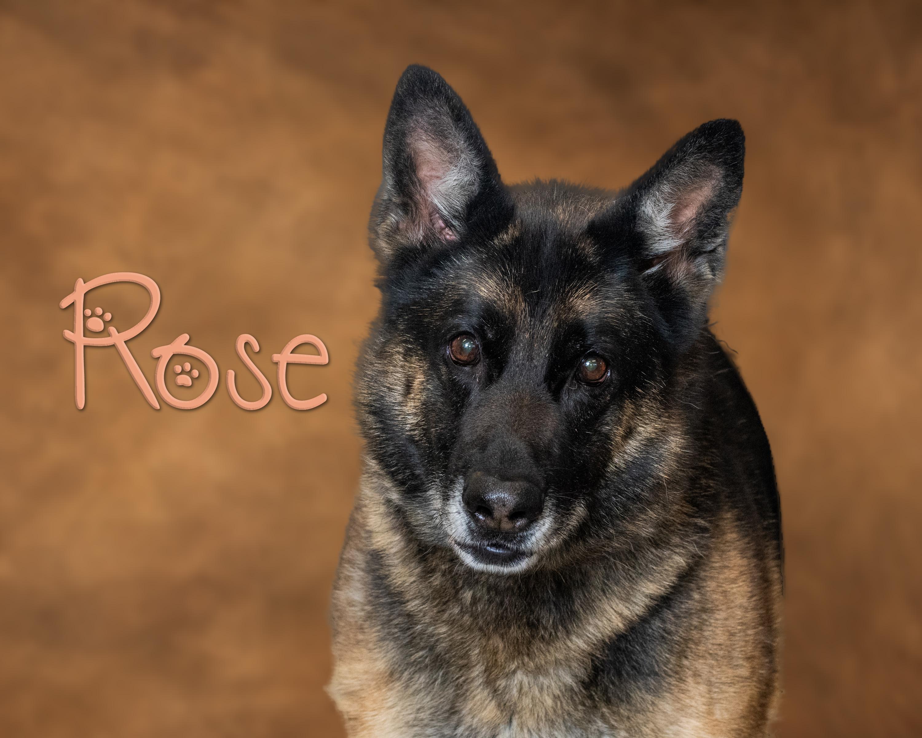 Enlarge Rose, a ADOPTABLE German Shepherd Dog in Somerset, PA image 1/1