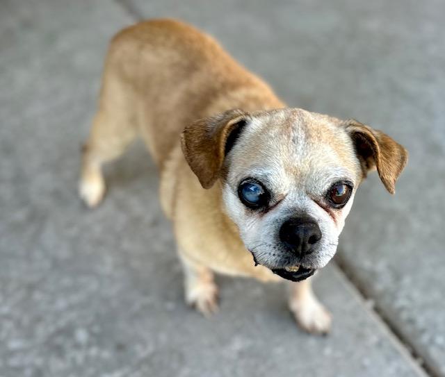 MR. MAGOO — thumbnail 2