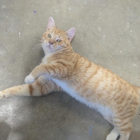 Enlarge Ismael, a Adoptable American Shorthair in Blue Earth, MN image 2/3